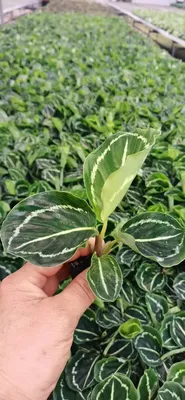 Calathea Green Rose Tray Young Tissue Culture Plant Wholesale