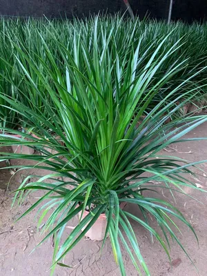 Dragon Tree Dracaena Draco in Peatmoss Bonsai Pot Wholesale