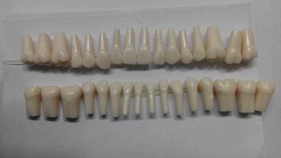 Replacement Teeth for Frasaco