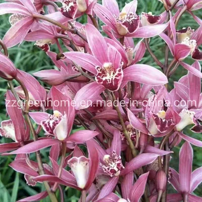 Live Cymbidium Hybrids Natural Indoor Orchid Plant