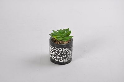 Simulated Succulent Potted Plants with Dappled Cement Pot