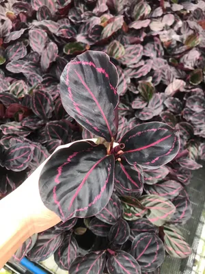 Calathea Dottie Tray Seedling Tissue Culture Plant Wholesale