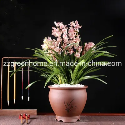 Natural Live Plant Cymbidium Hybrids Beautiful Chinese Orchid