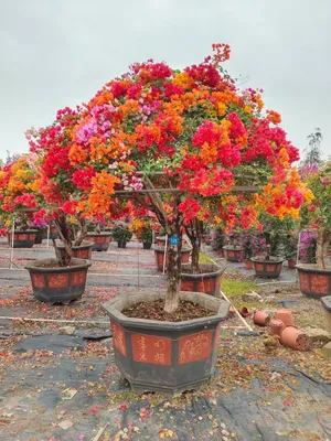 Bougainvillea Spectabilis Bonsai Live Plants