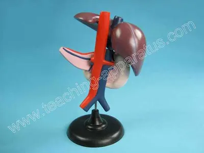 Liver, Pancreas and Duodenum Structure Model (B1098)