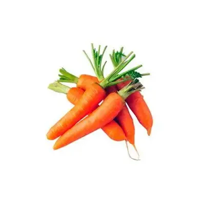 Export Standard Chinese Orange Red Purple Sweet Tender Fresh Long Carrots