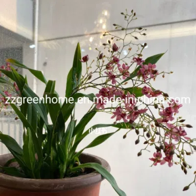 Live Oncidium Hybrids Orchid Live Indoor Plant