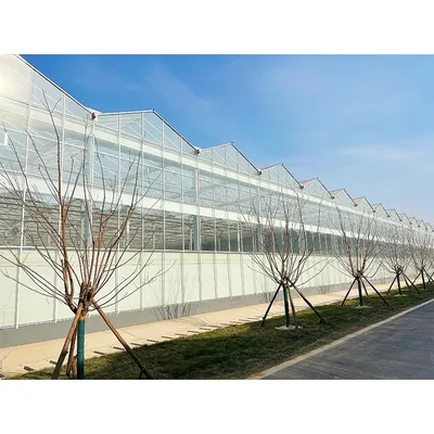 Multi-Span Agricultural Greenhouses Using Glass Coverings Comply with CE Certification.