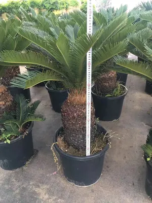 High Quality Cycas Revoluta Live Plants