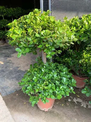 Wholesale Ficus Bonsai Ficus 2 Steps Outdoor Live Plants