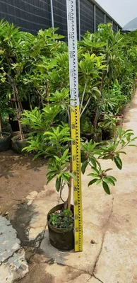 Wholesale Fruit Tree Manilkara Zapota Live Plans