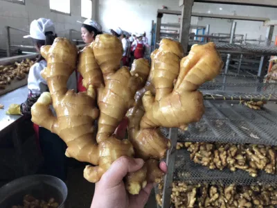 Chinese Fresh Ginger Air Dry Ginger for Export