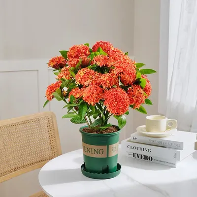 Live Ornamental Plants Ixora Chinensis Bonsai Pot Wholesale