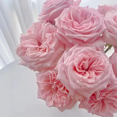 Pink Lychee Rose Real Flowers Wholesale Yunnan Base Direct Mail Fresh Cut Flowers Valentine's Day Wedding Bouquet