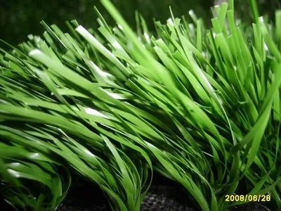 High-Quality Artificial Grass with Cheap Price/ Artificial Grass Turf /Synthetic Grass