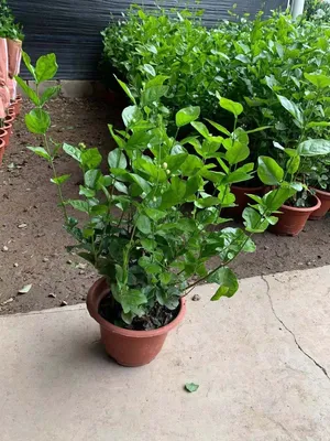 Jasminum Sambac Flowers Bonsai Pot Wholesale Live Plants
