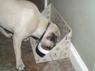 Pet Dinner Mat (ZOY-988)