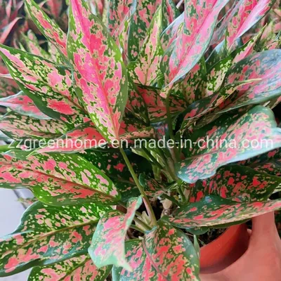 Red Ornamental Plant Aglaonema Angel Live Plants
