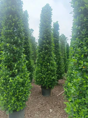 Wholesale Ficus Panda High 3m Outdoor Live Plants