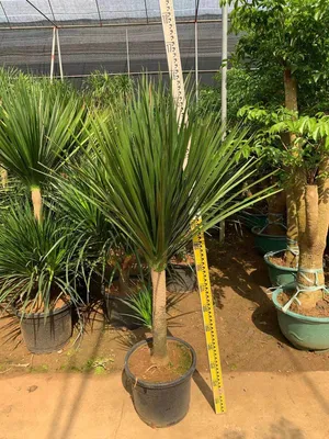 Dracaena Draco Green Garden Tree for Ornamental Plants