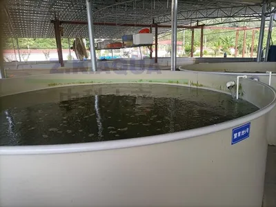 Piscicultural Ras Application and Recirculating Aquaculture System for Fish Farm