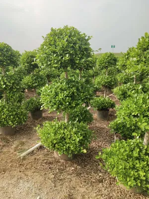 Wholesale Ficus Panda Bonsai Outdoor Live Plants
