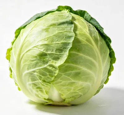 Sweet Fresh Green Cabbage Bulk Supply