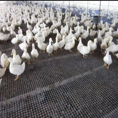 Nylon Mesh for Duck Farming Enclosures