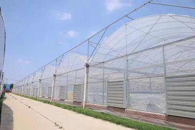 Turnkey Multi-Bay Film Greenhouse Project