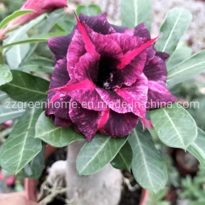 Popular Landscape Plants Adenium Obesum Desert Rose Potted Plants