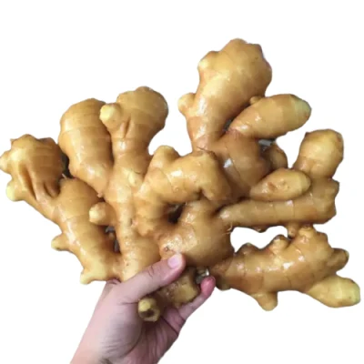 New Season Fresh Ginger Air Dry Ginger for Export