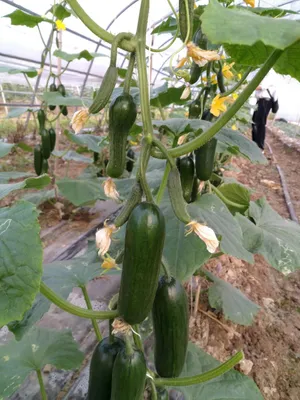 Suntoday Cucumber Seeds