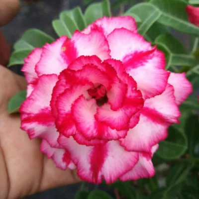 Beautiful Live Desert Rose Adenium Obesum Natural Plants