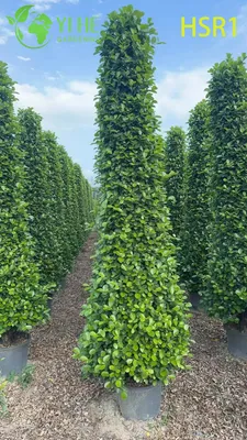 Evergreen Columnar Ficus Cone Topiary for Outdoor Landscaping