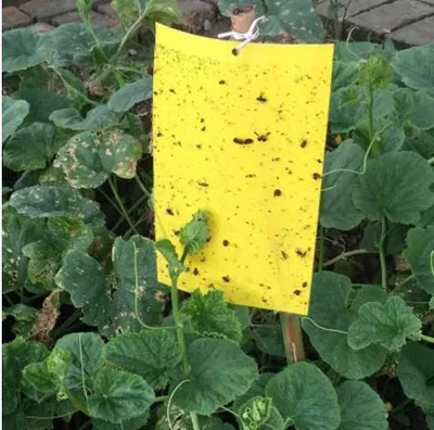 Long Life High Level Insect Glue Trap