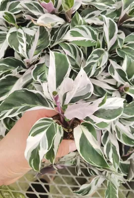Live Ornamental Plants Calathea Lietzei Fusion White Seedling