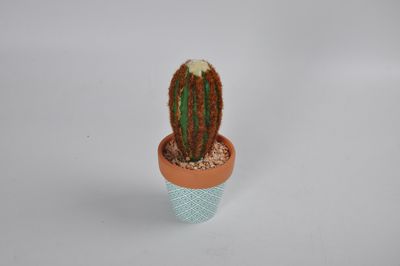 Cactus with Color Ceramic Pot