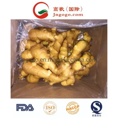 High Quality Export New Crop Air-Dried Ginger