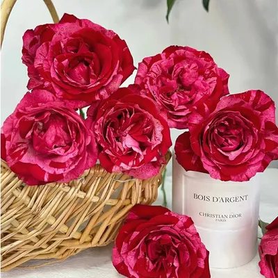 Red Rose Wholesale China Rose Base Flowers Yunnan Kunming Fresh Cut Valentine′ S Day Wedding Bouquet Gaoyuan Red