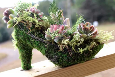 Self-Watering Moss & Succulents Shoe Planter Centerpiece
