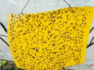 UV Stabilized Glue Board Gecko Trap