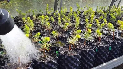 HDPE Material Black Plastic Pot 10 Gallon Air Pruning Nursery Pot Plant Root Control Container