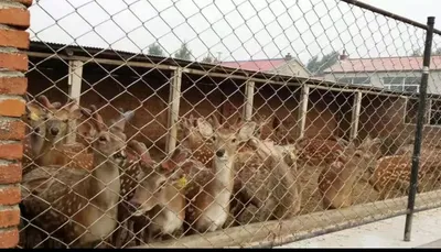 Source Production Breeding Farm Isolation Nylon Mesh