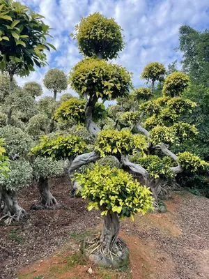 Ficus S-Shape Bonsai Variegated with Peatmoss Tree Bonsai Plants
