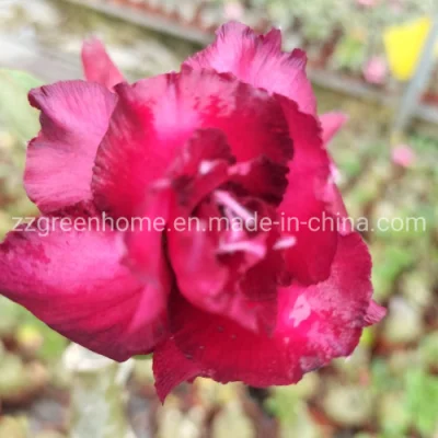 Live Desert Rose Natural Adenium Obesum Beautiful Flower