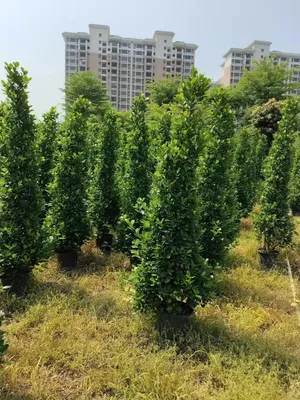 Wholesale Ficus Panda Outdoor Live Plants