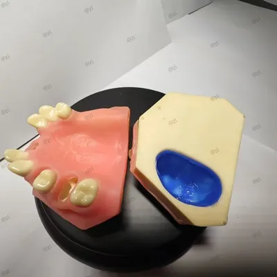 Realistic Dental Implant Practice Model – Maxillary Sinus Lift & Suture Training Model