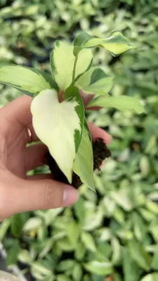 Live Ornamental Plants Calathea Louisae Thai Beauty Seedling