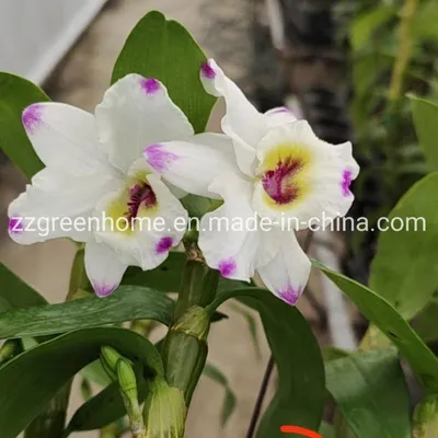Live Indoor Plant Dendrobium Beautiful Flower