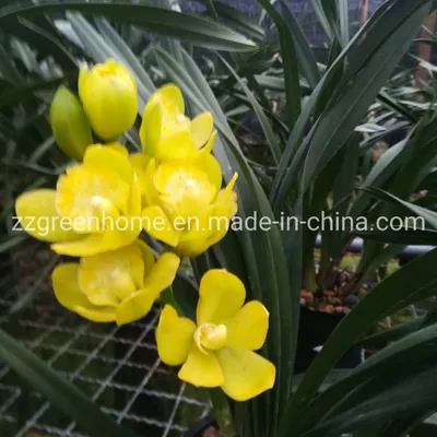 Chinese Orchid Live Cymbidium Hybrids Natural Plant